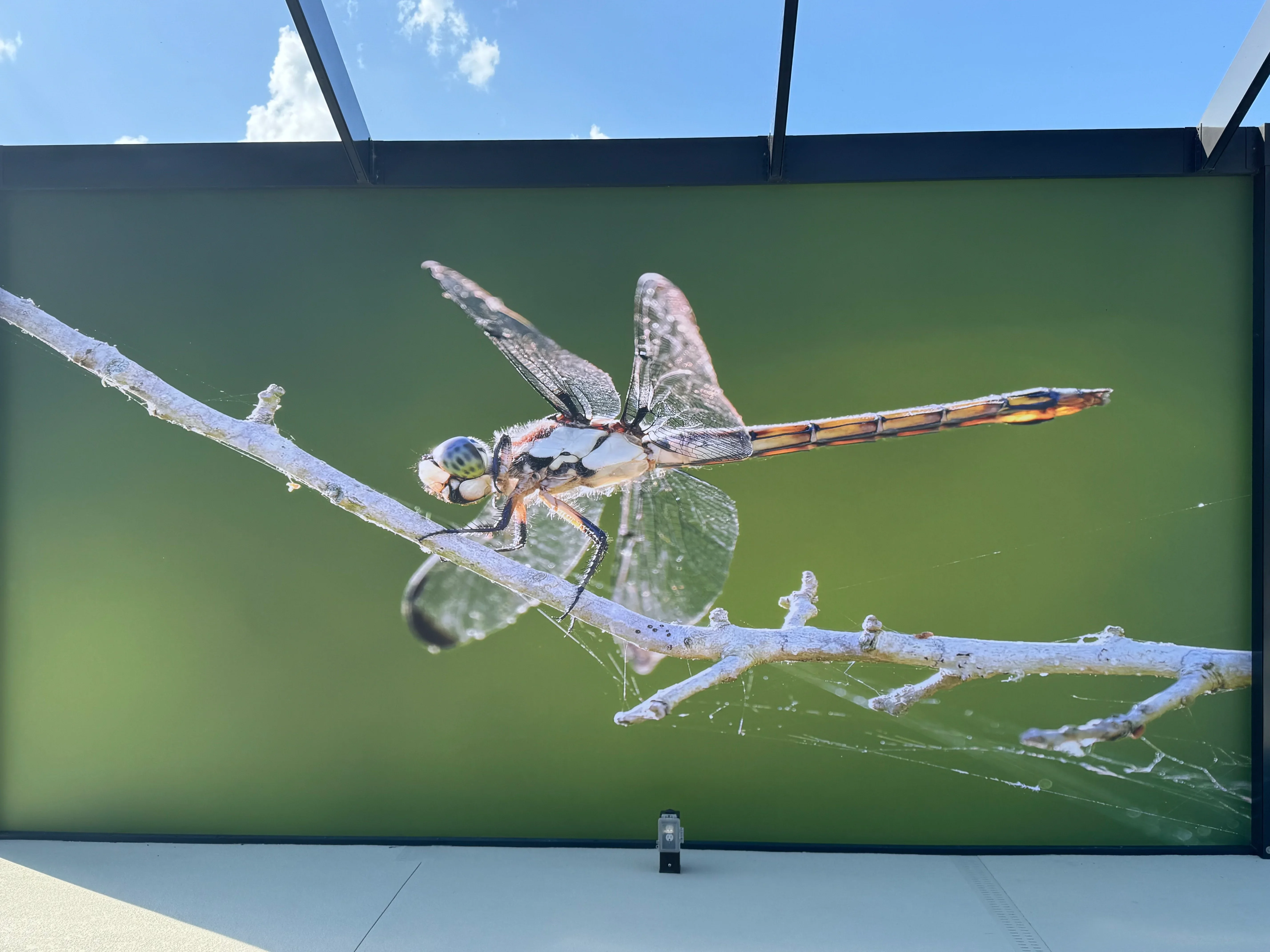 Outdoor display screen showing dragonfly on branch with metal frame and support structure
